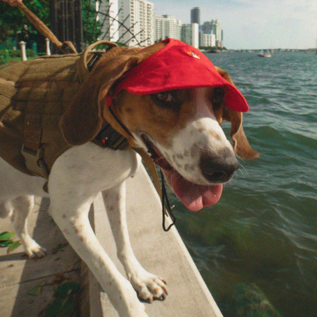 LPMADM - Red Dog Hat - Image 2